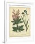 Garden Flora VII-Sydenham Edwards-Framed Art Print