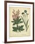 Garden Flora VII-Sydenham Edwards-Framed Art Print