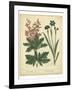 Garden Flora VII-Sydenham Edwards-Framed Art Print