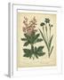 Garden Flora VII-Sydenham Edwards-Framed Art Print