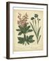 Garden Flora VII-Sydenham Edwards-Framed Art Print