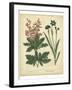 Garden Flora VII-Sydenham Edwards-Framed Art Print