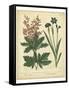 Garden Flora VII-Sydenham Edwards-Framed Stretched Canvas