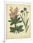 Garden Flora VII-Sydenham Edwards-Framed Art Print