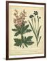 Garden Flora VII-Sydenham Edwards-Framed Art Print