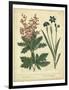 Garden Flora VII-Sydenham Edwards-Framed Art Print