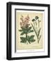 Garden Flora VII-Sydenham Edwards-Framed Art Print