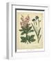 Garden Flora VII-Sydenham Edwards-Framed Art Print