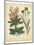 Garden Flora VII-Sydenham Edwards-Mounted Art Print