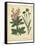 Garden Flora VII-Sydenham Edwards-Framed Stretched Canvas