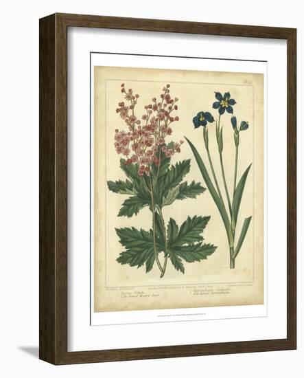 Garden Flora VII-Sydenham Edwards-Framed Art Print