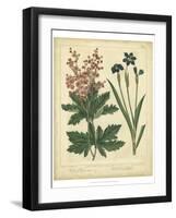 Garden Flora VII-Sydenham Edwards-Framed Art Print