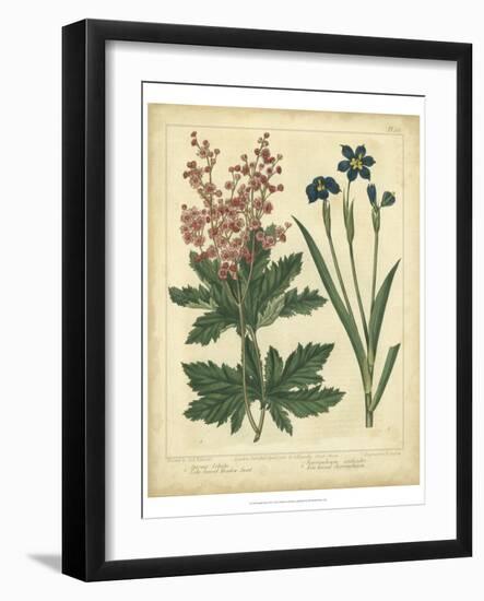 Garden Flora VII-Sydenham Edwards-Framed Art Print