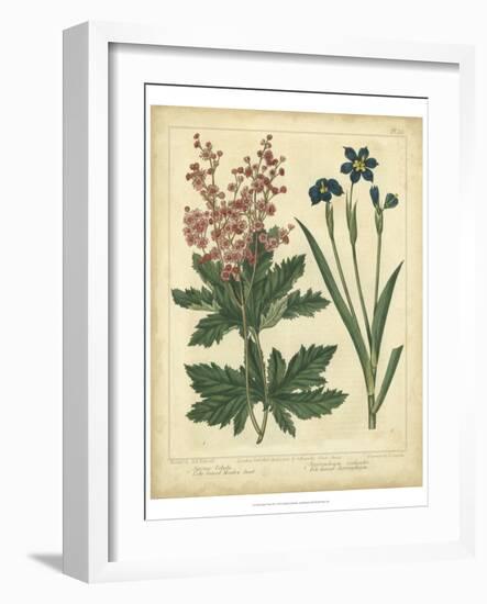 Garden Flora VII-Sydenham Edwards-Framed Art Print