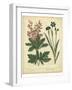 Garden Flora VII-Sydenham Edwards-Framed Art Print
