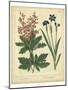 Garden Flora VII-Sydenham Edwards-Mounted Art Print