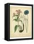 Garden Flora VIII-Sydenham Edwards-Framed Stretched Canvas