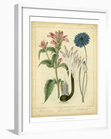 Garden Flora VIII-Sydenham Edwards-Framed Art Print