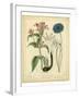 Garden Flora VIII-Sydenham Edwards-Framed Art Print