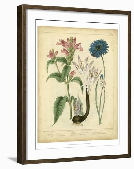 Garden Flora VIII-Sydenham Edwards-Framed Art Print