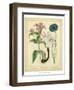 Garden Flora VIII-Sydenham Edwards-Framed Art Print