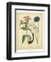 Garden Flora VIII-Sydenham Edwards-Framed Art Print