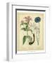 Garden Flora VIII-Sydenham Edwards-Framed Art Print