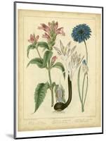 Garden Flora VIII-Sydenham Edwards-Mounted Art Print