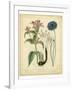 Garden Flora VIII-Sydenham Edwards-Framed Art Print