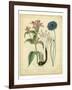 Garden Flora VIII-Sydenham Edwards-Framed Art Print