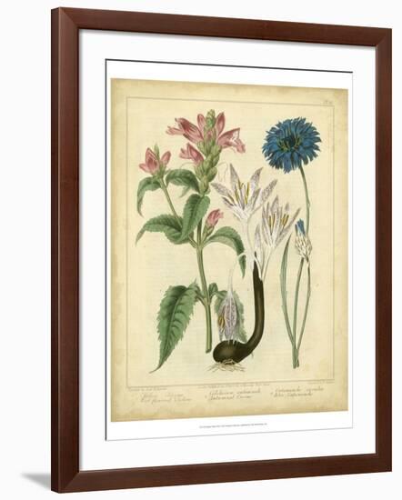 Garden Flora VIII-Sydenham Edwards-Framed Art Print