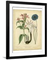 Garden Flora VIII-Sydenham Edwards-Framed Art Print