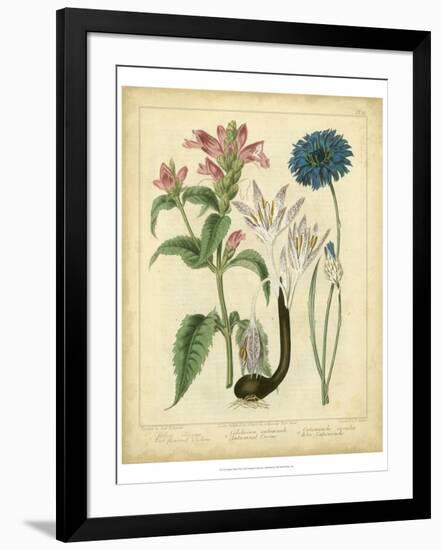 Garden Flora VIII-Sydenham Edwards-Framed Art Print