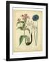 Garden Flora VIII-Sydenham Edwards-Framed Art Print