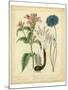 Garden Flora VIII-Sydenham Edwards-Mounted Art Print