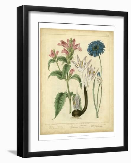 Garden Flora VIII-Sydenham Edwards-Framed Art Print