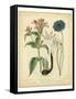 Garden Flora VIII-Sydenham Edwards-Framed Stretched Canvas