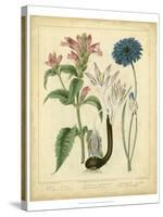 Garden Flora VIII-Sydenham Edwards-Stretched Canvas