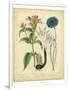 Garden Flora VIII-Sydenham Edwards-Framed Art Print