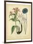 Garden Flora VIII-Sydenham Edwards-Framed Art Print