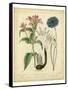 Garden Flora VIII-Sydenham Edwards-Framed Stretched Canvas