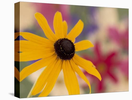 Garden Flower, Washington, USA-Michele Westmorland-Stretched Canvas