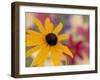 Garden Flower, Washington, USA-Michele Westmorland-Framed Premium Photographic Print