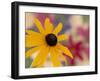 Garden Flower, Washington, USA-Michele Westmorland-Framed Premium Photographic Print