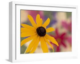 Garden Flower, Washington, USA-Michele Westmorland-Framed Premium Photographic Print