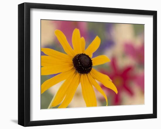 Garden Flower, Washington, USA-Michele Westmorland-Framed Photographic Print