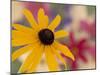 Garden Flower, Washington, USA-Michele Westmorland-Mounted Photographic Print