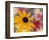 Garden Flower, Washington, USA-Michele Westmorland-Framed Photographic Print