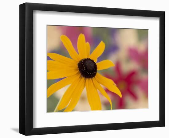 Garden Flower, Washington, USA-Michele Westmorland-Framed Photographic Print