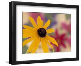 Garden Flower, Washington, USA-Michele Westmorland-Framed Photographic Print